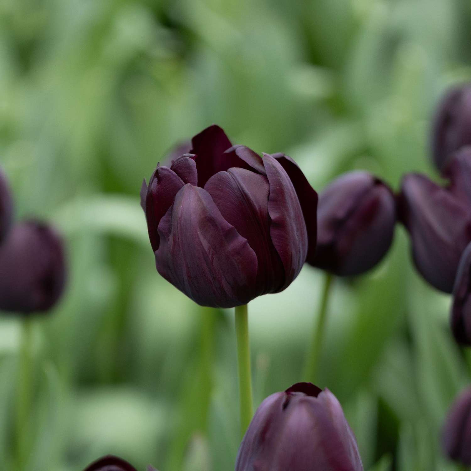 Tulip 'Queen of Night'